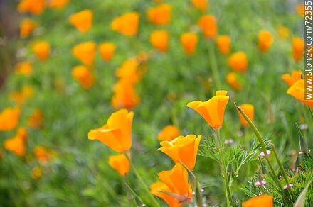 Dedal de oro. Amapola de California - Flora - IMÁGENES VARIAS. Foto No. 72355