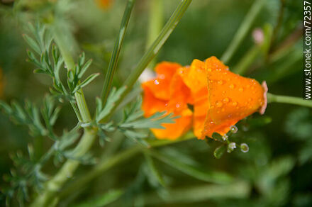 Dedal de oro. Amapola de California - Flora - IMÁGENES VARIAS. Foto No. 72357