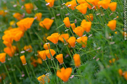 California Poppy - Flora - MORE IMAGES. Photo #72204