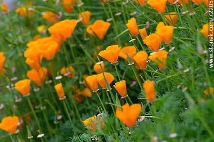 California Poppy - Flora - MORE IMAGES. Photo #72205