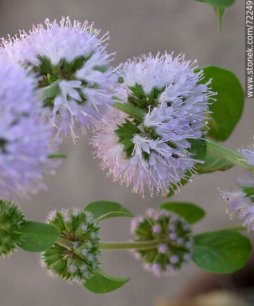 Monarda fistulosa - Flora - MORE IMAGES. Photo #72249