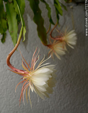 Epiphyllum Oxypetalum - Flora - MORE IMAGES. Photo #72279