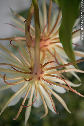 Parte posterior de la flor de la Dama de la Noche - Flora - IMÁGENES VARIAS. Foto No. 72286