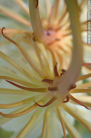 Parte posterior de la flor de la Dama de la Noche - Flora - IMÁGENES VARIAS. Foto No. 72288