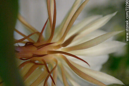 Parte posterior de la flor de la Dama de la Noche - Flora - IMÁGENES VARIAS. Foto No. 72290