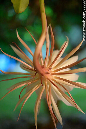 Parte posterior de la flor de la Dama de la Noche - Flora - IMÁGENES VARIAS. Foto No. 72292