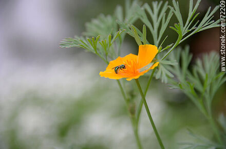 California Poppy - Flora - MORE IMAGES. Photo #72209