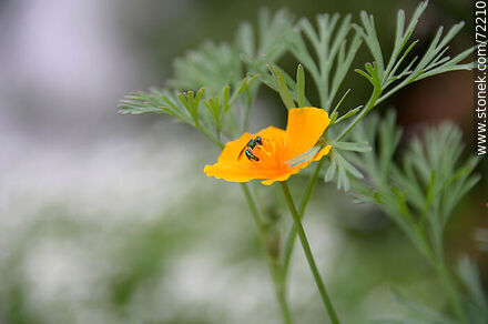 California Poppy - Flora - MORE IMAGES. Photo #72210