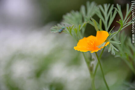 California Poppy - Flora - MORE IMAGES. Photo #72211