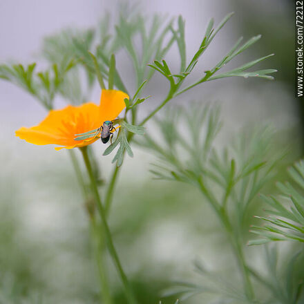 Dedal de oro. Amapola de California - Flora - IMÁGENES VARIAS. Foto No. 72212