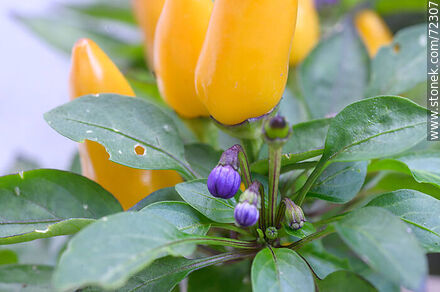 Ajíes amarillos - Flora - IMÁGENES VARIAS. Foto No. 72307