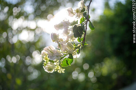 White buganvillea - Flora - MORE IMAGES. Photo #72327