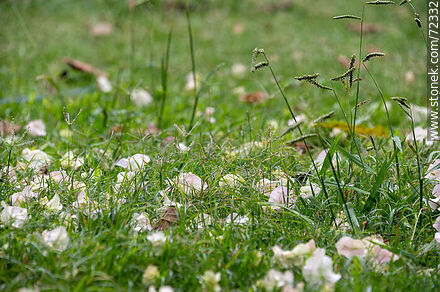 Flores blancas de Santa Rita caídas en el pasto - Flora - IMÁGENES VARIAS. Foto No. 72332