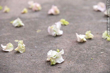 White buganvillea flowers fallen on the pavement - Flora - MORE IMAGES. Photo #72335