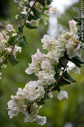 Santa Rita de flor blanca. Buganvillea - Flora - IMÁGENES VARIAS. Foto No. 72337