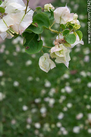 Santa Rita de flor blanca. Buganvillea - Flora - IMÁGENES VARIAS. Foto No. 72342