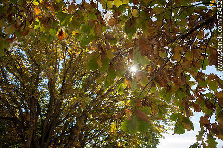 Rayo de sol entre los robles de otoño - Flora - IMÁGENES VARIAS. Foto No. 72452