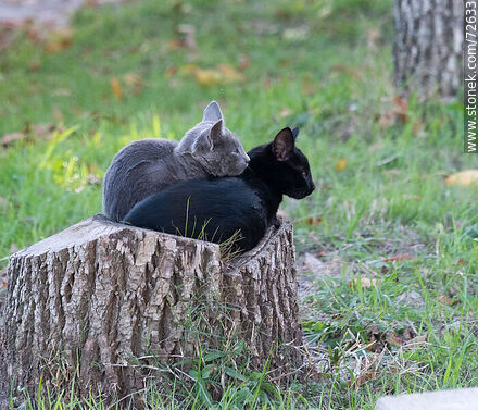 Gatitos acurrucados sobre un tronco - Fauna - IMÁGENES VARIAS. Foto No. 72633