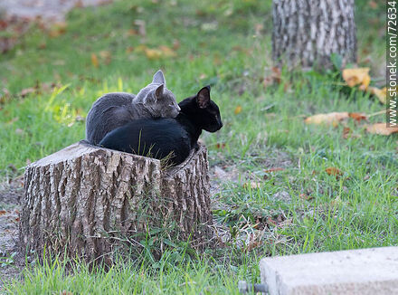 Kittens huddled on a log - Department of Florida - URUGUAY. Photo #72634
