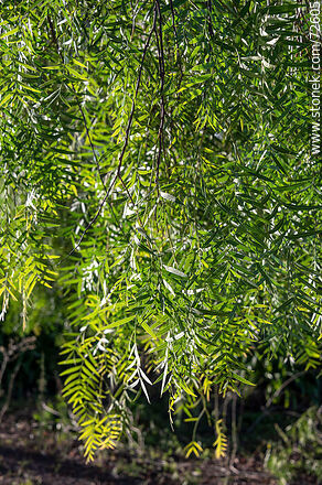 Molle o anacahuita al atardecer - Flora - IMÁGENES VARIAS. Foto No. 72605