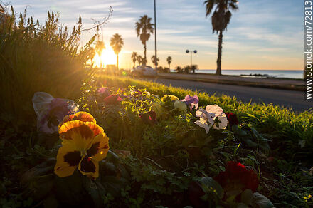 El amanecer en la rambla desde el cantero con flores - Departamento de Montevideo - URUGUAY. Foto No. 72813