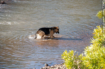 Perro overjero alemán jugando en el arroyo - Departamento de Tacuarembó - URUGUAY. Foto No. 73965