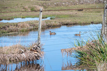 Pond with two ducks - Tacuarembo - URUGUAY. Photo #74106