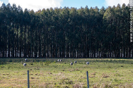 Ñandúes en un campo con eucaliptos - Departamento de Tacuarembó - URUGUAY. Foto No. 74108