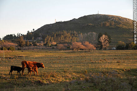 Vaca con 2 terneros con el fondo del Cerro del Verdún - Fauna - IMÁGENES VARIAS. Foto No. 74958