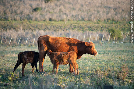 Cow with 2 calves - Fauna - MORE IMAGES. Photo #74955
