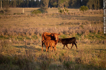 Vaca y terneros al atardecer - Departamento de Lavalleja - URUGUAY. Foto No. 74952