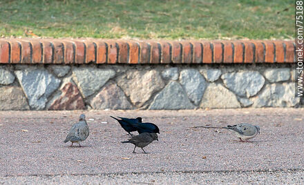 Wood pigeons and thrushes - Department of Montevideo - URUGUAY. Photo #75188