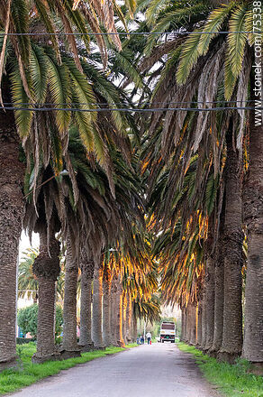 Calle de palmeras - Departamento de Canelones - URUGUAY. Foto No. 75338