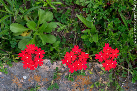Red Verbena flower - Flora - MORE IMAGES. Photo #75490