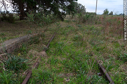 Old Monte Coral train station. Tracks under the weeds - Department of Florida - URUGUAY. Photo #75541