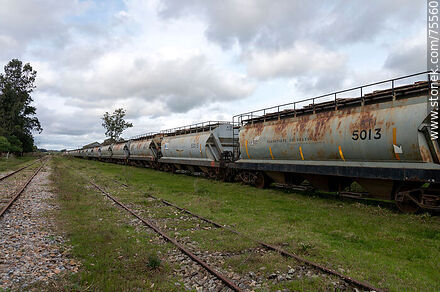 Former Mansavillagra train station. Line of grain freight cars - Department of Florida - URUGUAY. Photo #75560