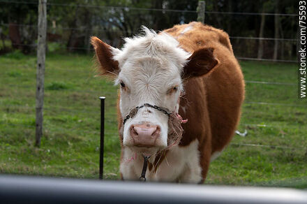 Curious cow - Fauna - MORE IMAGES. Photo #75593