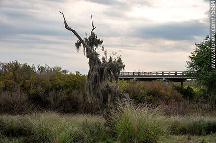 Puente en ruta 6 sobre el arroyo Timote. Árbol con musgo español - Departamento de Florida - URUGUAY. Foto No. 75684