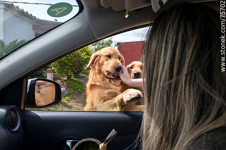 Petting a Golden Retriever from a car -  - MORE IMAGES. Photo #75702