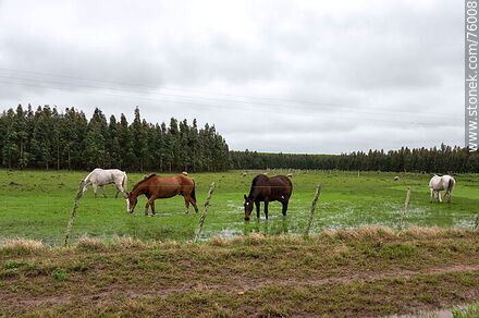 Horses eating in the water -  - URUGUAY. Photo #76008