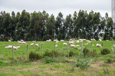 Ovejas y sus corderos en el campo - Departamento de Durazno - URUGUAY. Foto No. 76000