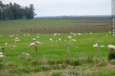 Ovejas y sus corderos en el campo -  - URUGUAY. Foto No. 76001