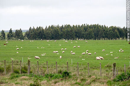 Ovejas y sus corderos en el campo -  - URUGUAY. Foto No. 76002