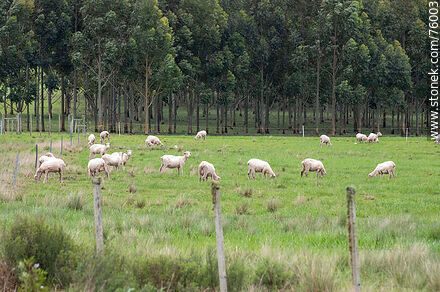 Ovejas y sus corderos en el campo -  - URUGUAY. Foto No. 76003