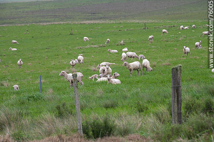 Ovejas y sus corderos en el campo -  - URUGUAY. Foto No. 76005