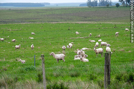 Ovejas y sus corderos en el campo - Departamento de Durazno - URUGUAY. Foto No. 76006