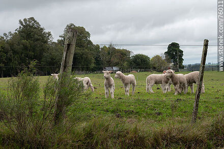 Curious lambs -  - URUGUAY. Photo #76011
