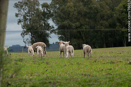 Retreating lambs -  - URUGUAY. Photo #76013