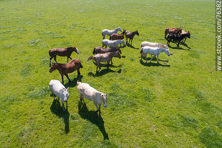 Troop of horses in the field - Department of Florida - URUGUAY. Photo #76382
