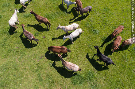 Vista aérea de una tropilla de caballos en el campo - Fauna - IMÁGENES VARIAS. Foto No. 76380